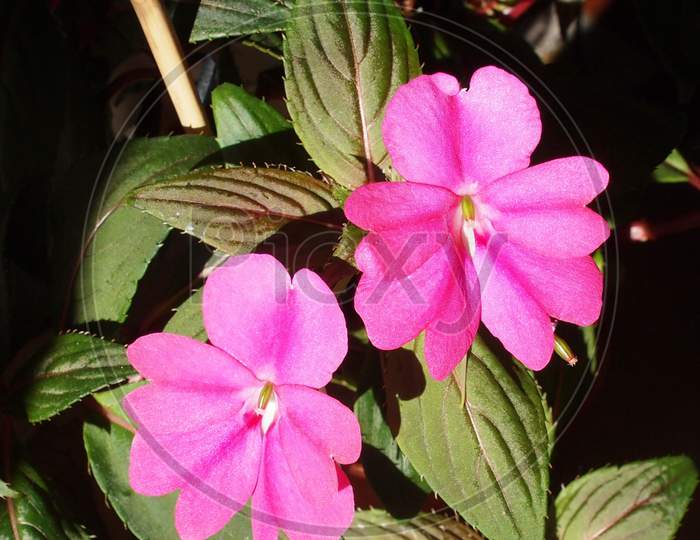 Impatiens New Guinea Flower