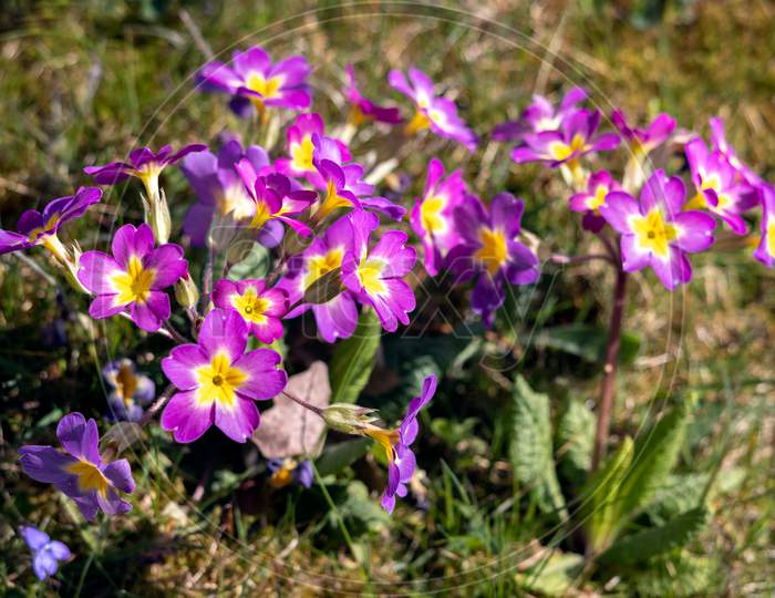 A Group Of Magenta Primroses Flowering In The Spring Sunshine