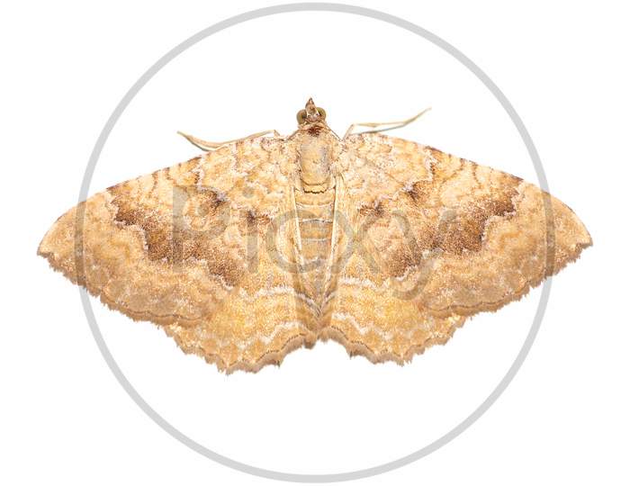 Yellow Shell Moth Insect Animal Isolated Over White