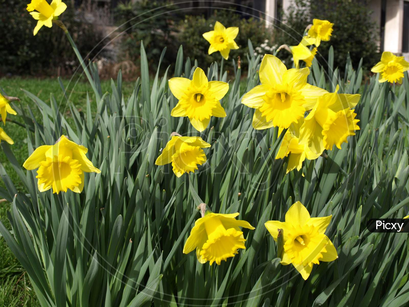 Daffodil Plant (Narcissus) Yellow Flower