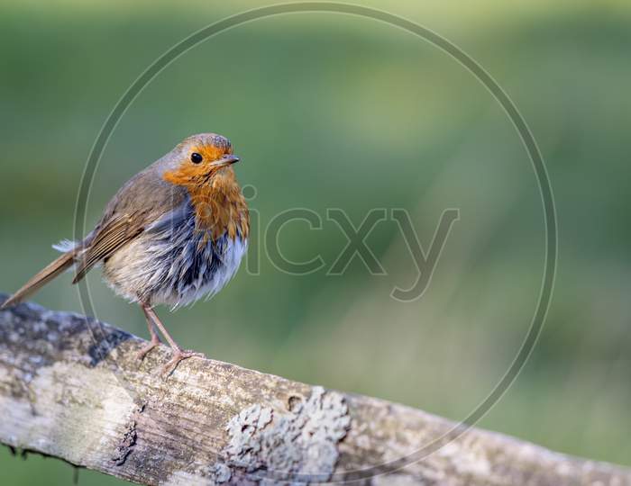 Mystery Of The Wet Robin On A Sunny Spring Day