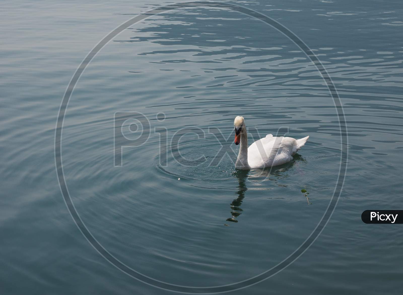 White Swan Bird Animal