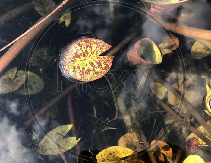 Yellow leaf in the pond