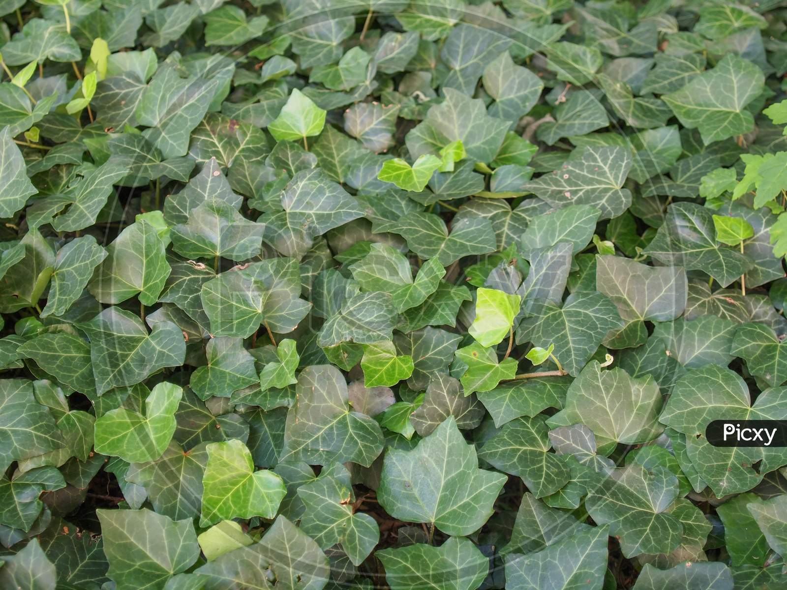 Green Ivy Background