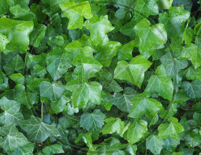Ivy Hedera Plant