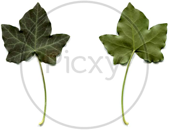 Apricot Leaf Isolated