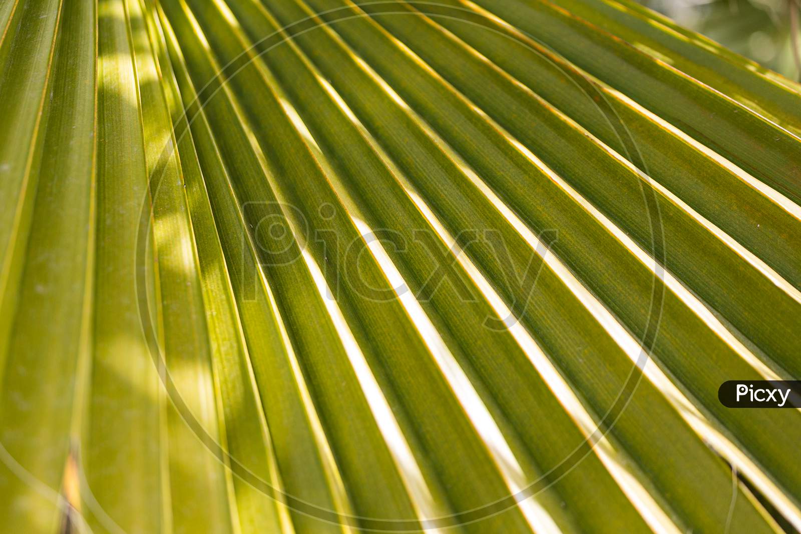 Close-Up Of A Bright Green Leaf Of A Palm Tree Under The Bright Tropical Sun. A Leaf Of A Palm Tree That Looks Like A Folded Sheet Of Paper