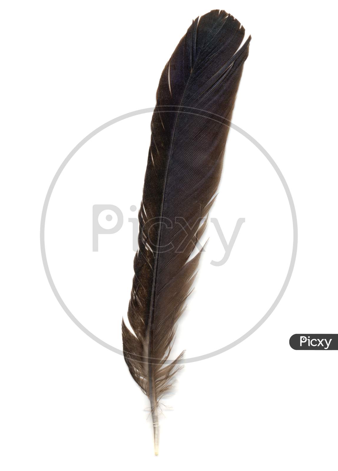 Brid Feather Isolated
