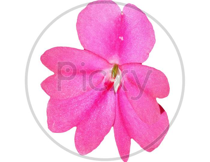 Pink Impatiens Flower Isolated Over White