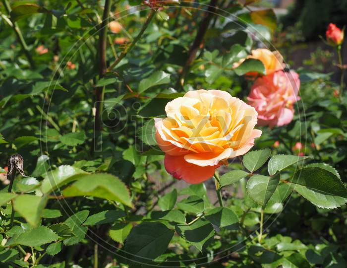 Yellow Pink Rose Flower