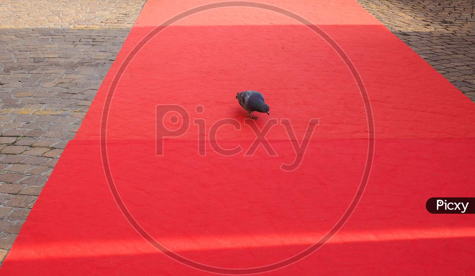 Domestic Pigeon On Red Carpet