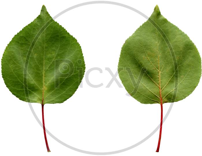 Apricot Leaf Isolated