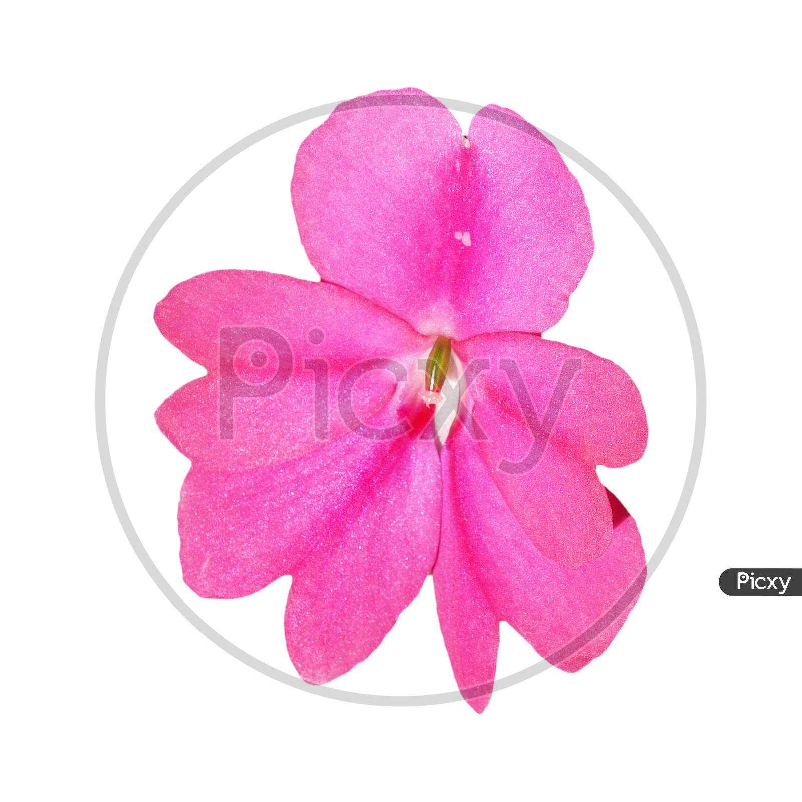 Pink Impatiens Flower Isolated Over White