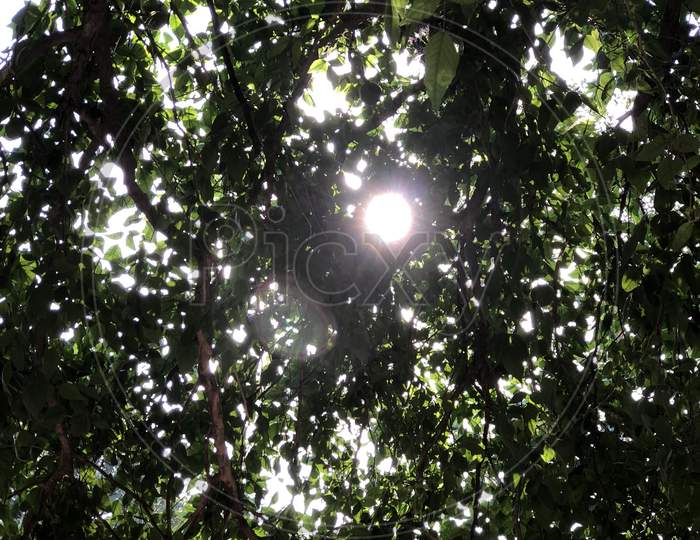 Sunshine in the tree