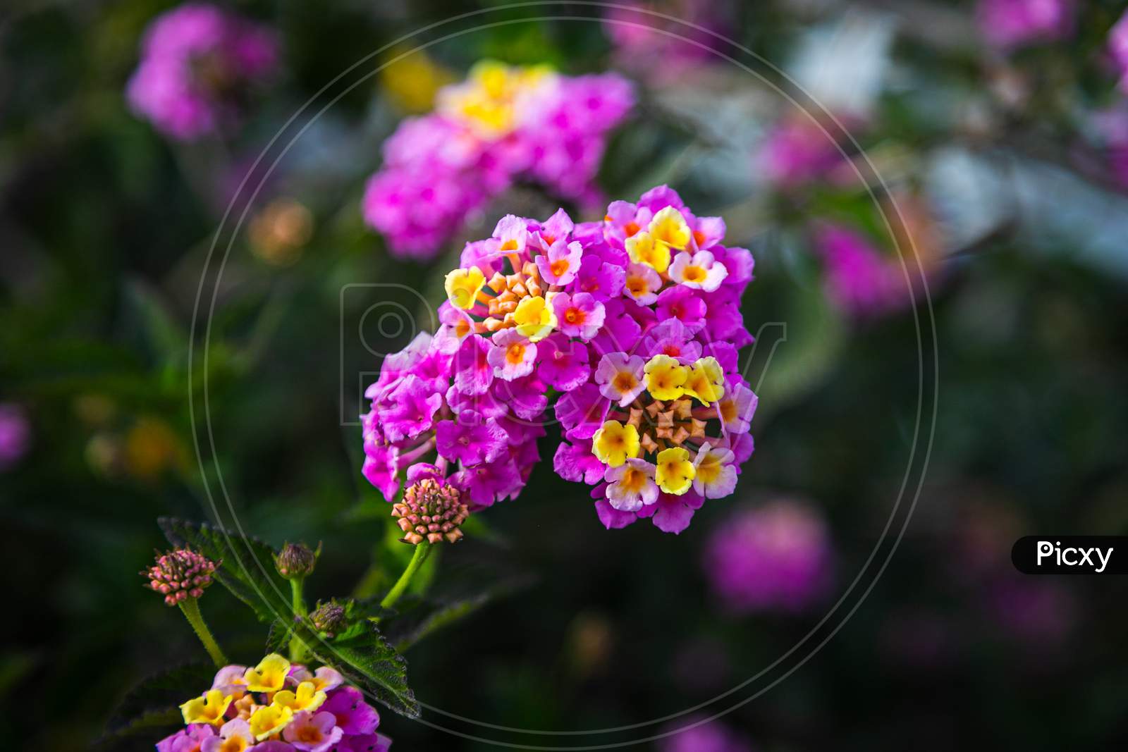 Close-Up Beautiful Fresh  Pink Royal Phlox Flower On A Background Of Green Grass Grows In A Home Garden, Top View. Flowering Garden Flowers