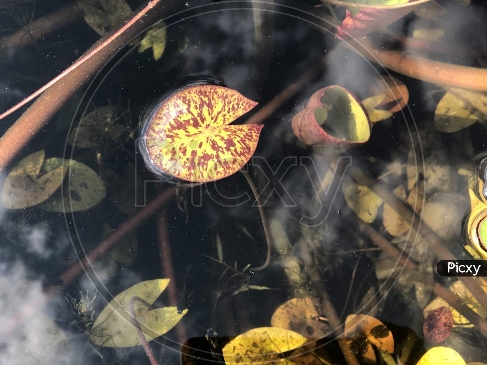 Yellow leaf in the pond