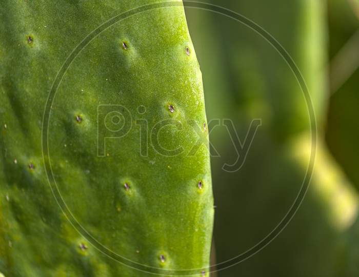 Close-Up Of A Bright Green Cactus Under A Bright Tropical Sun.