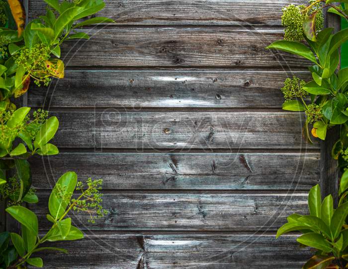 A Wooden Wall Made Of Lining With Bright Light Green Leaves Along The Contour. Mockup For Design With Tropical Leaves