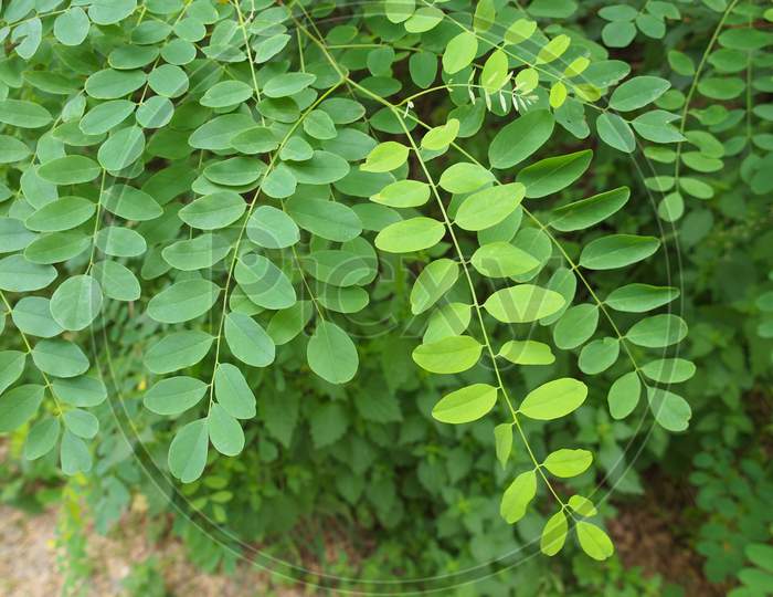 Green Acacia Leaf