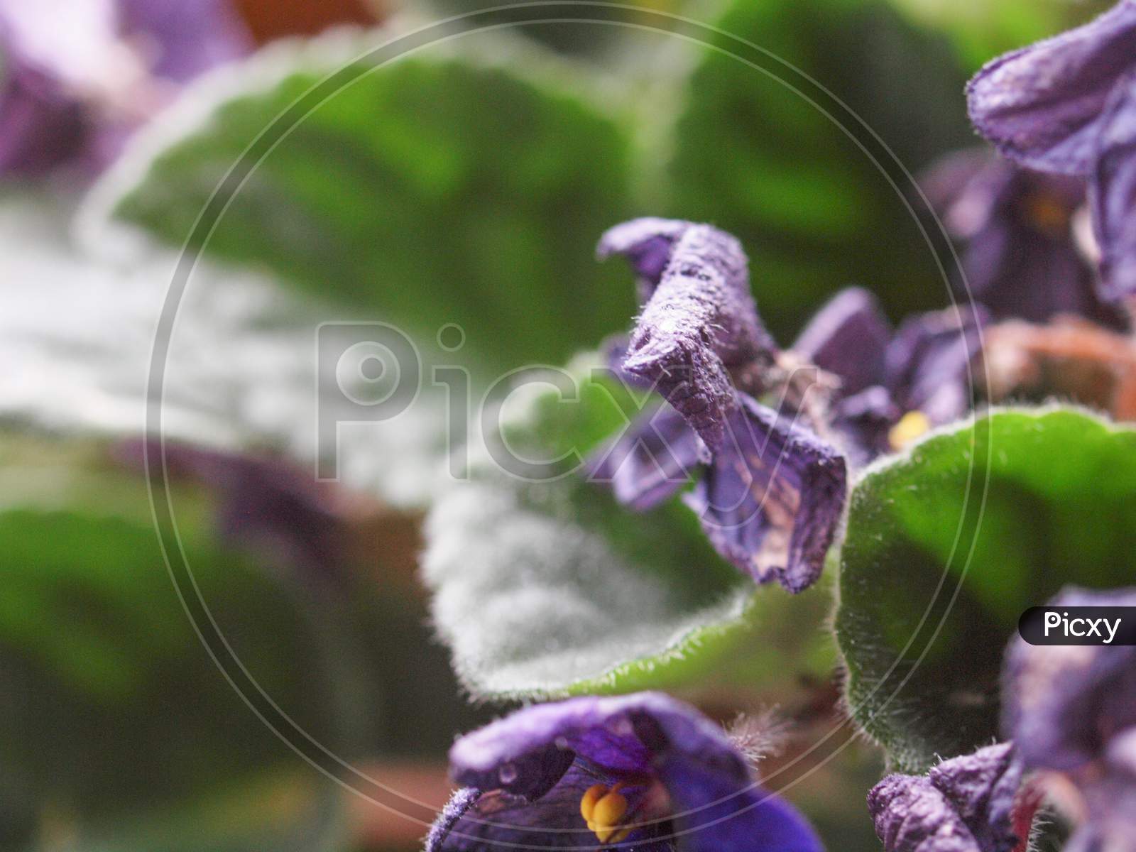 Purple Flower Decay