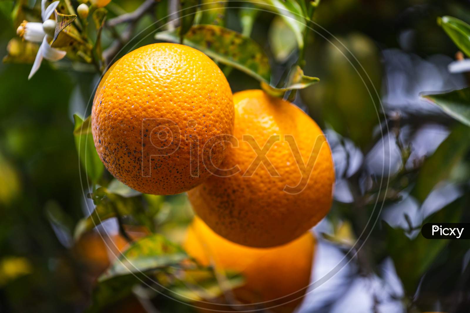 Close-Up Beautiful Orange Tree With Orange Large Round Oranges Surrounded By Many Bright Green Leaves, Soft Focus