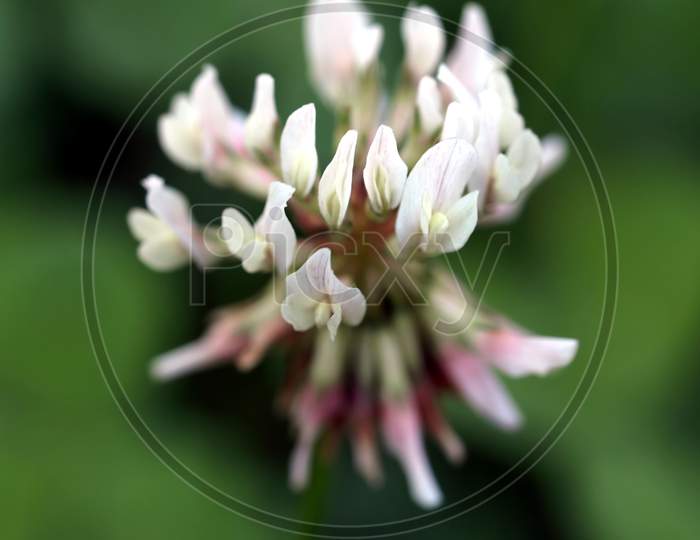 Clover Plant (Trifolium) White Flower