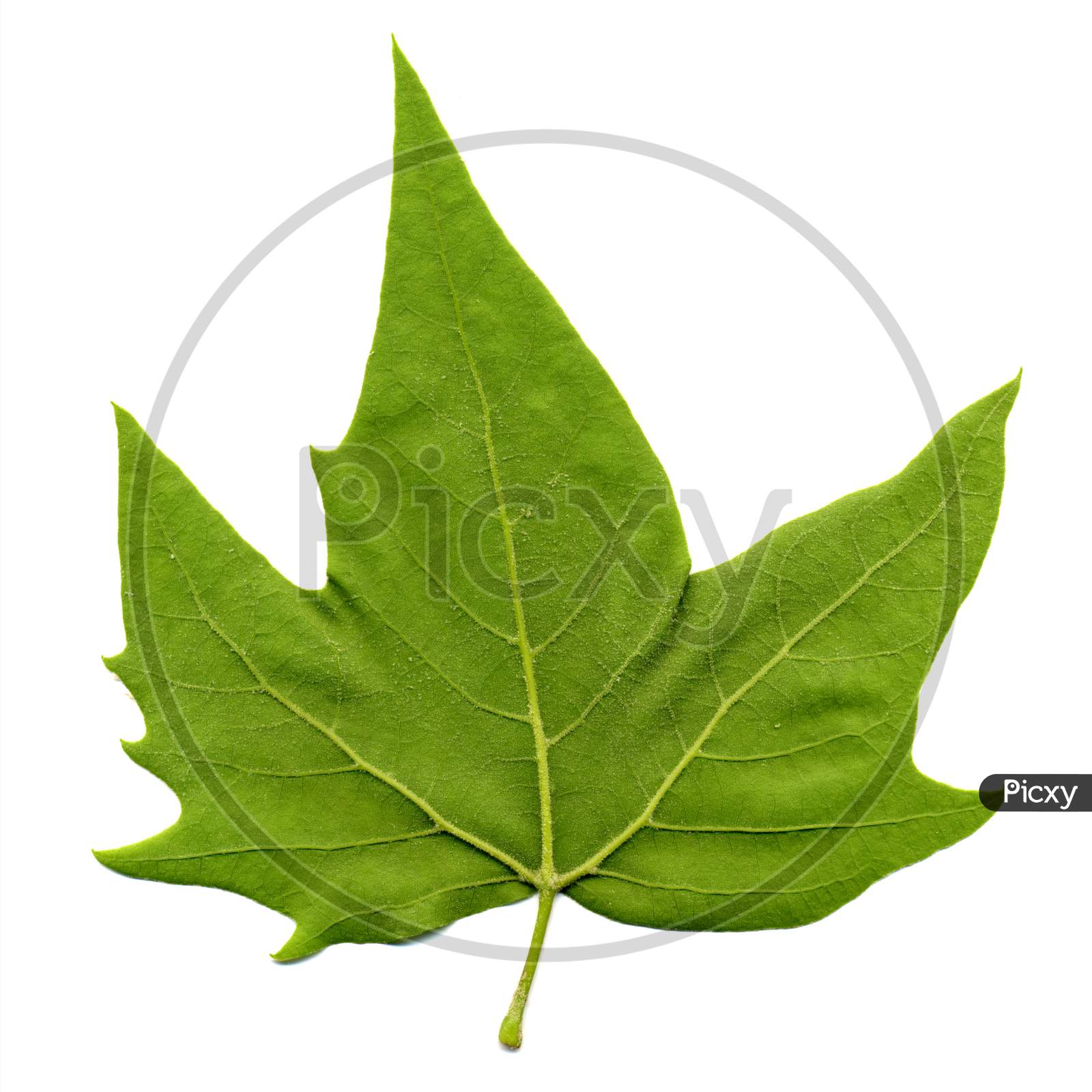 Rear Side Of Plane (Platanus) Tree Leaf Isolated Over White