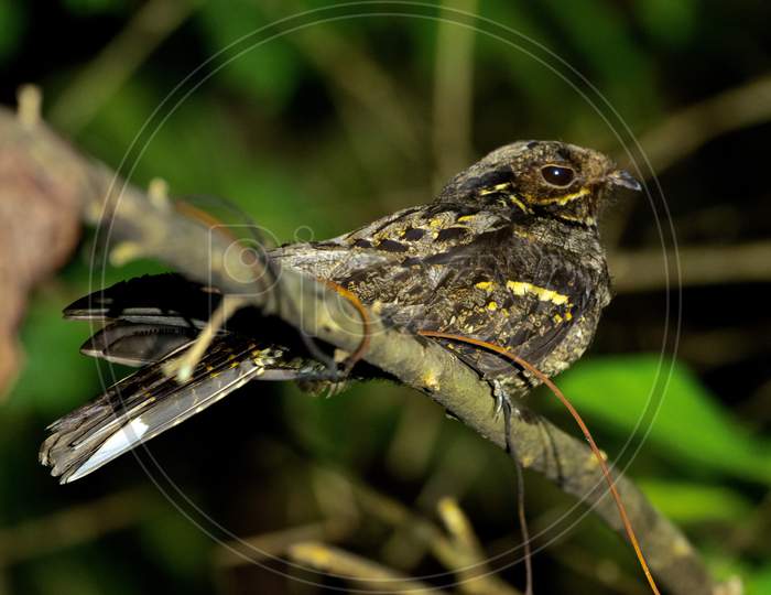 Andaman Nightjar, Endemic Bird of Andaman Islands