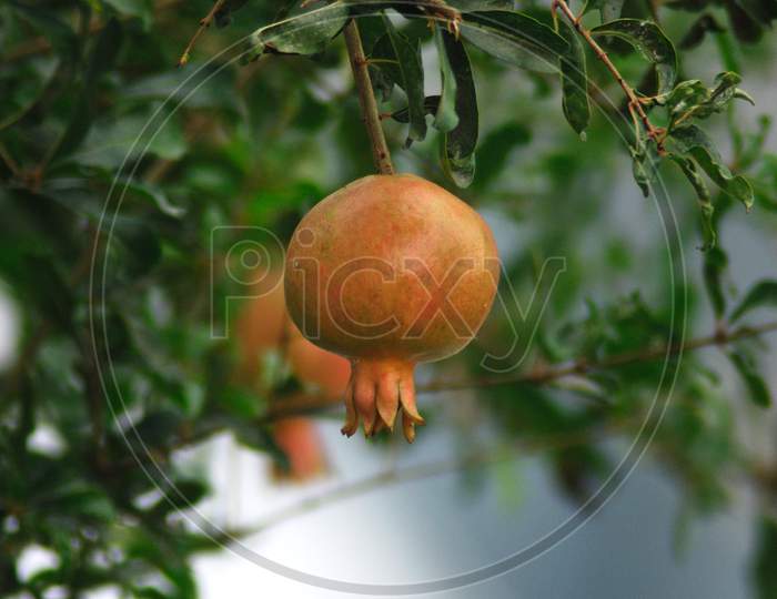 pomegranate fruit on the tree