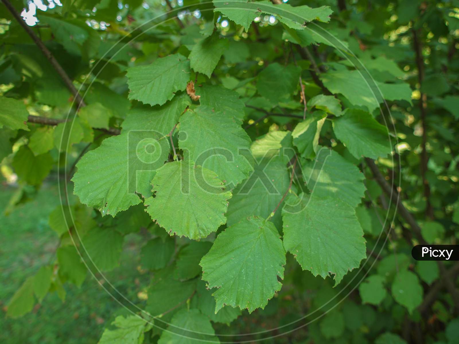 Hazel Tree Leaf