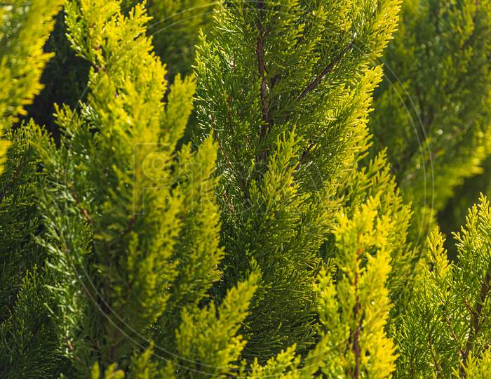 Close Up Of The  Bright Green Young Coniferous Branches On A Green Blurred Background, Soft Focus