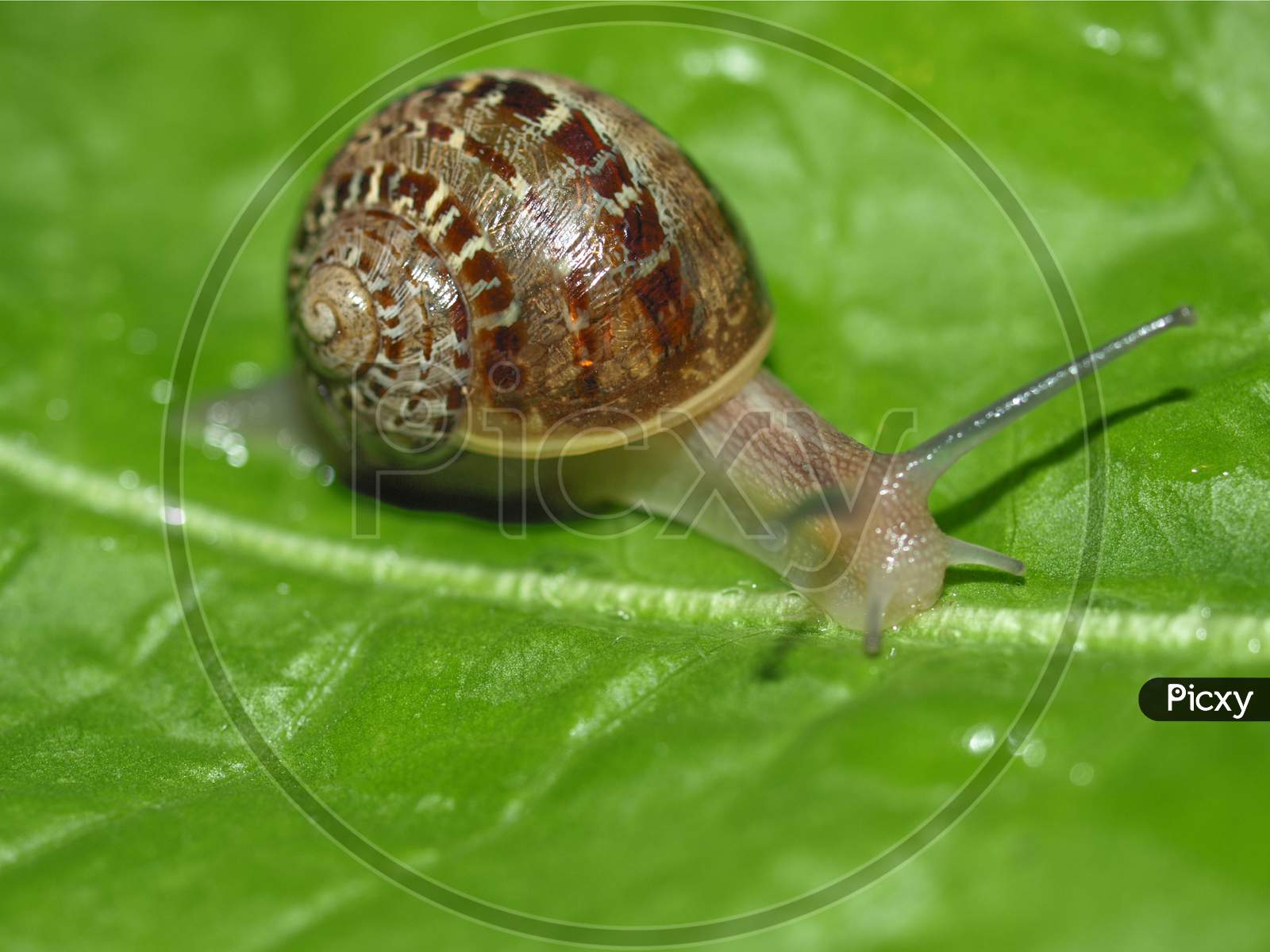 Snail Slug On Lettuce Leaf