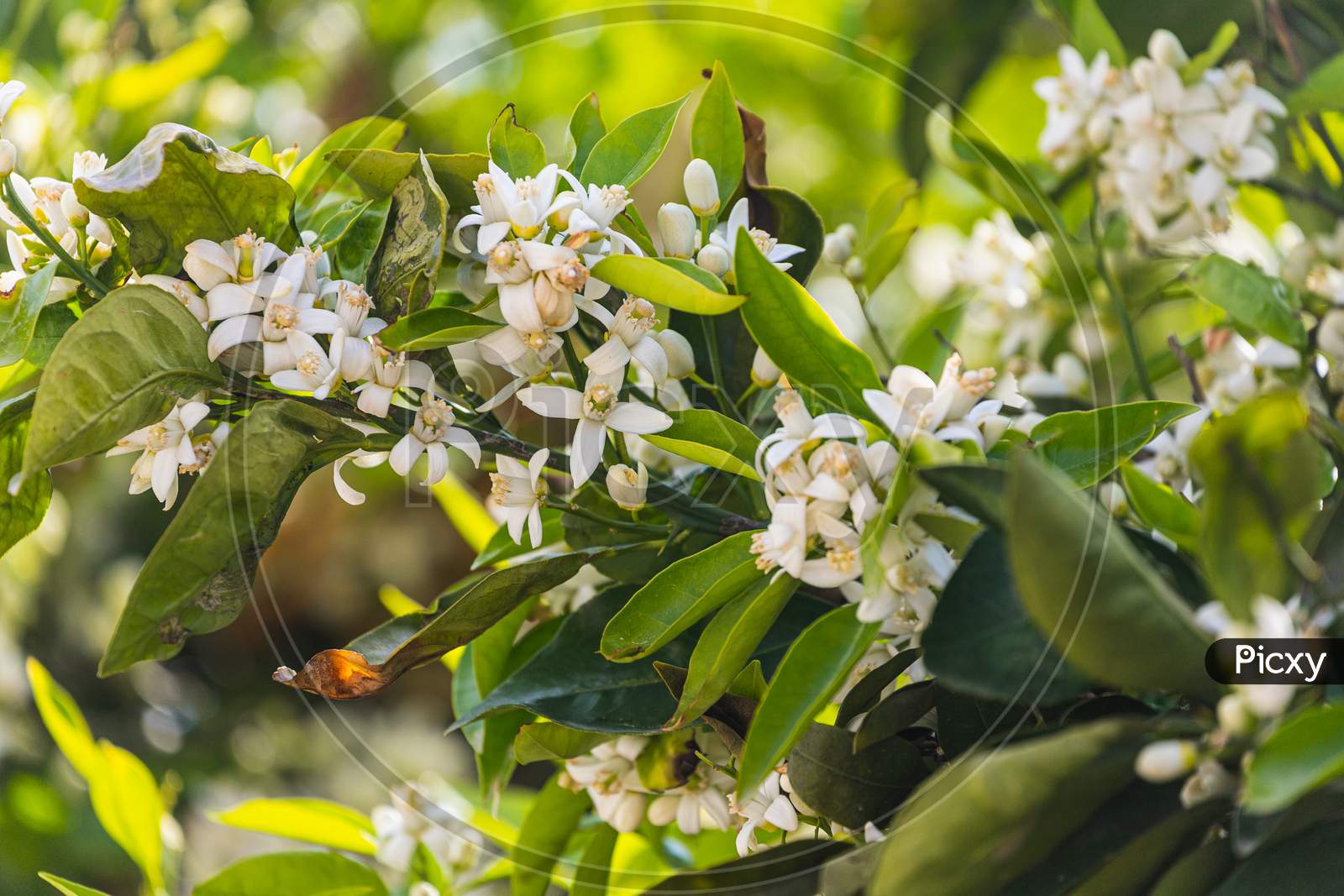 Close-Up Beautiful Orange Tree With Many White Flower Surrounded By Many Bright Green Leaves, Soft Focus