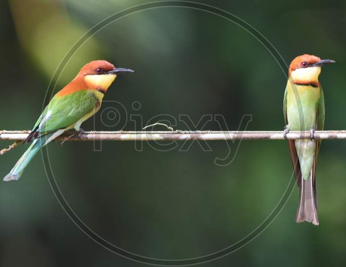 Nature at the Best, Bee-eater, Endemic Subspecies