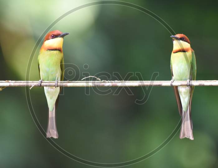 Endemic Subspecies, Chestnut Headed Bee-eater