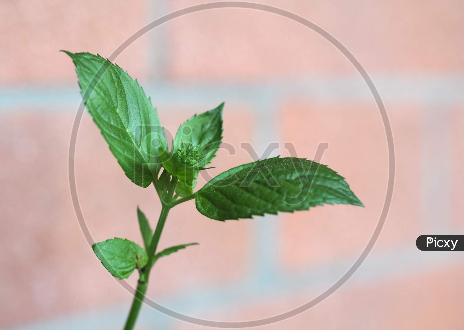 Peppermint (Mentha Piperita) Plant