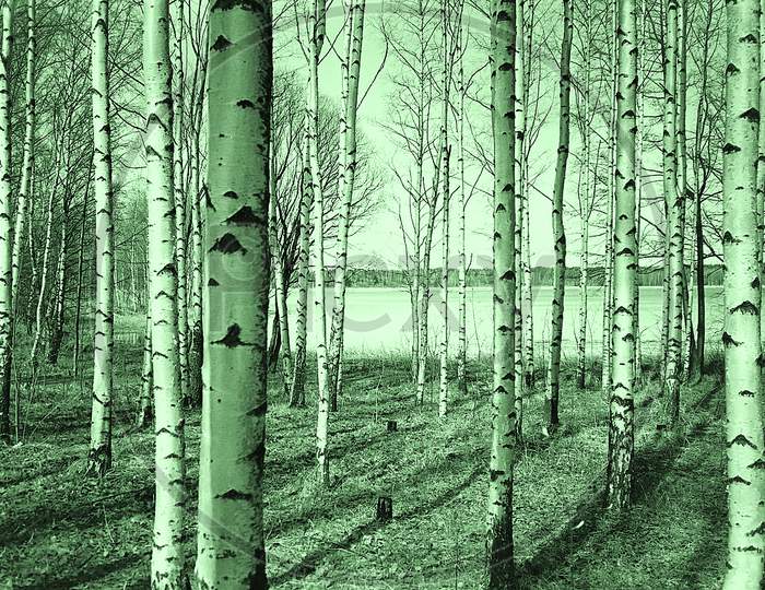 Birch Trees In Finnish Forest