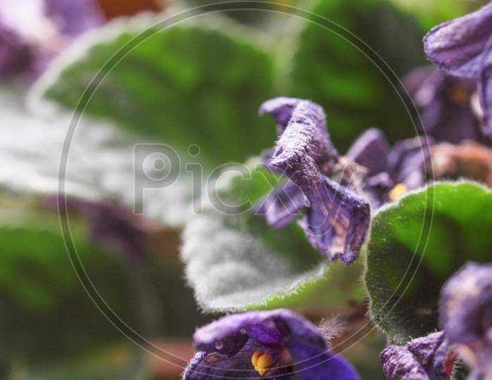 Purple Flower Decay