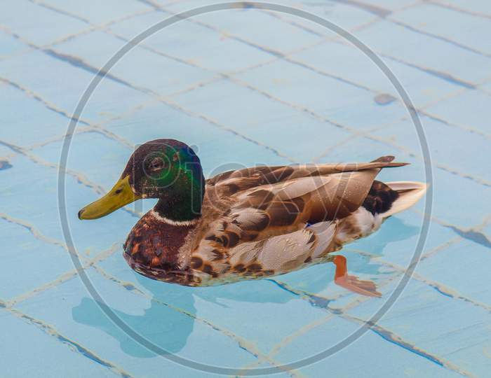 Duck Bird In Pool