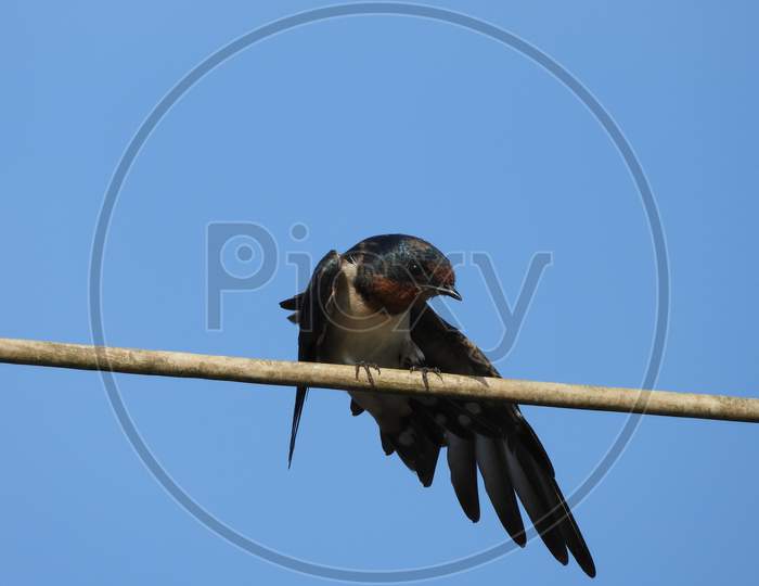 Barn Swallow, Birds of Andamans