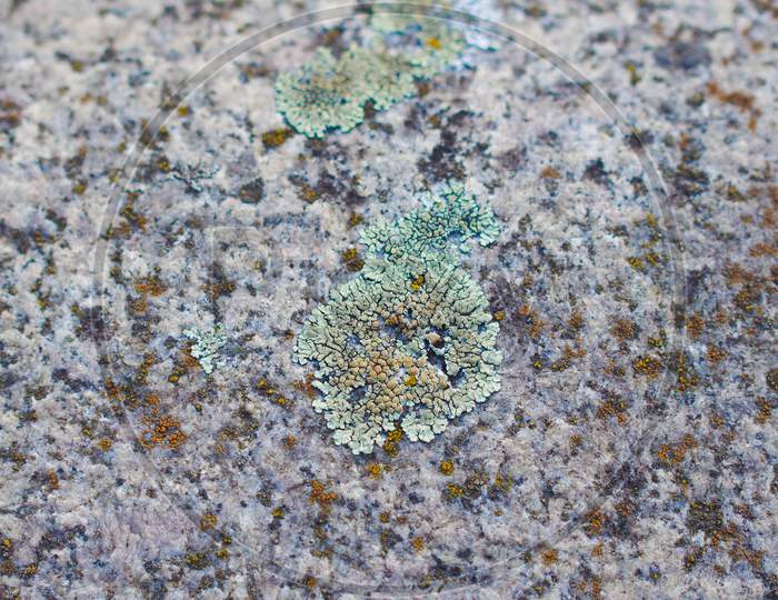 Moss On Stone