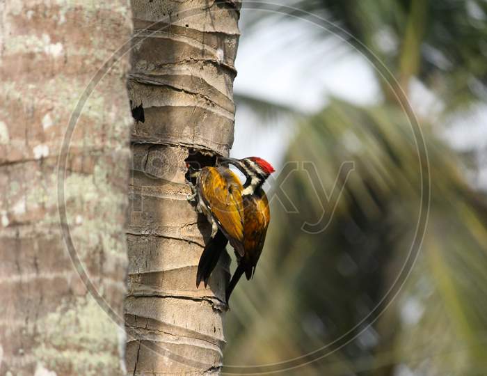 Woodpeckers are searching food on the cocunut tree Kerala state, India