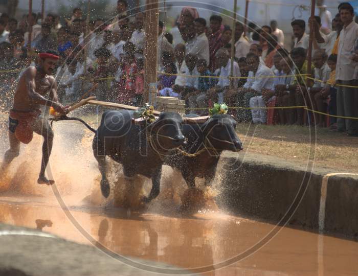 Kambala Buffalo Race