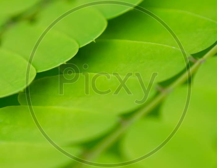 Background Of Green Leaves Close Up With Selective Focus.