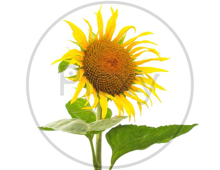 Sunflower Plant (Helianthus Annuus) Yellow Flower Isolated Over White