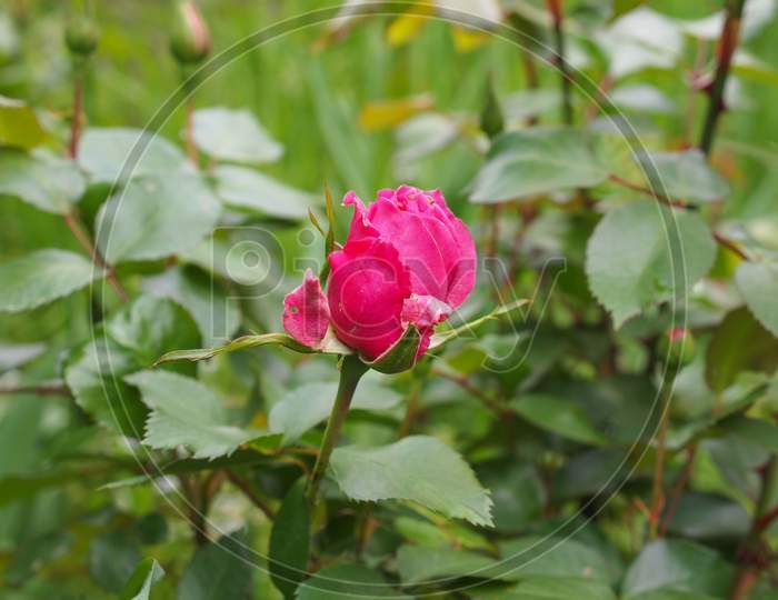 A Pink Rose