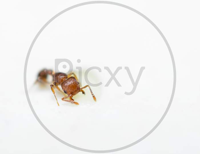 Small Red Ant With White Background. Used Selective Focus.