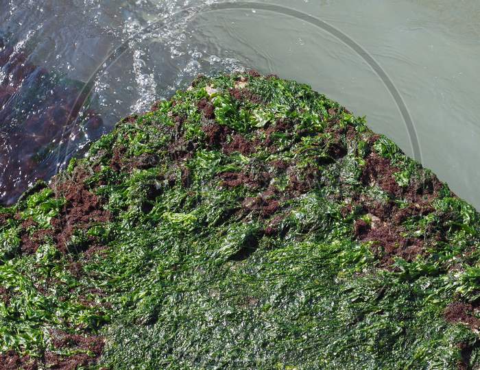 Algae At Sea Harbour