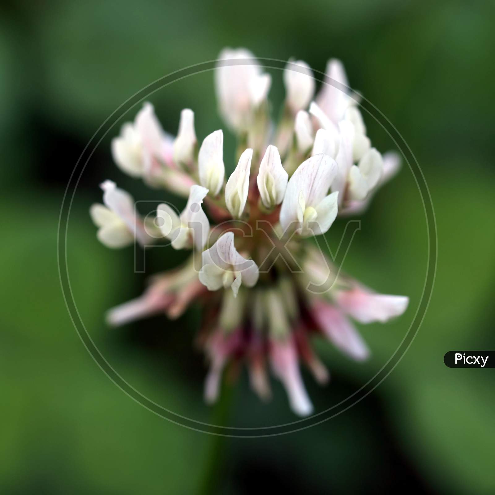 Clover Plant (Trifolium) White Flower
