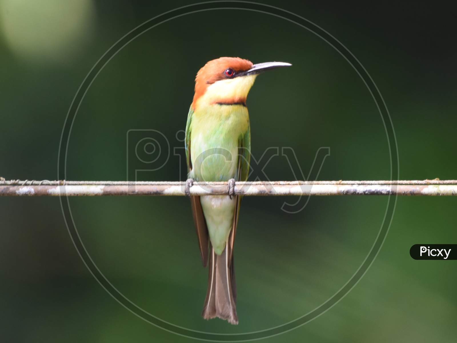 Endemic Subspecies, Nature at the Best, Bee-eater